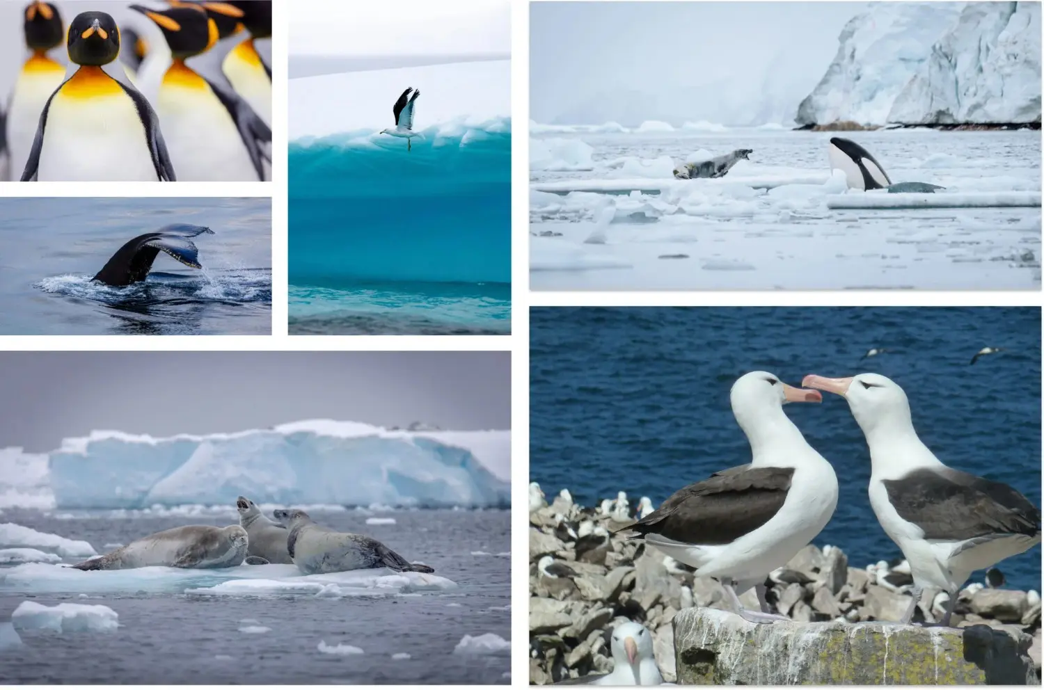 Wildlife in Antarctica