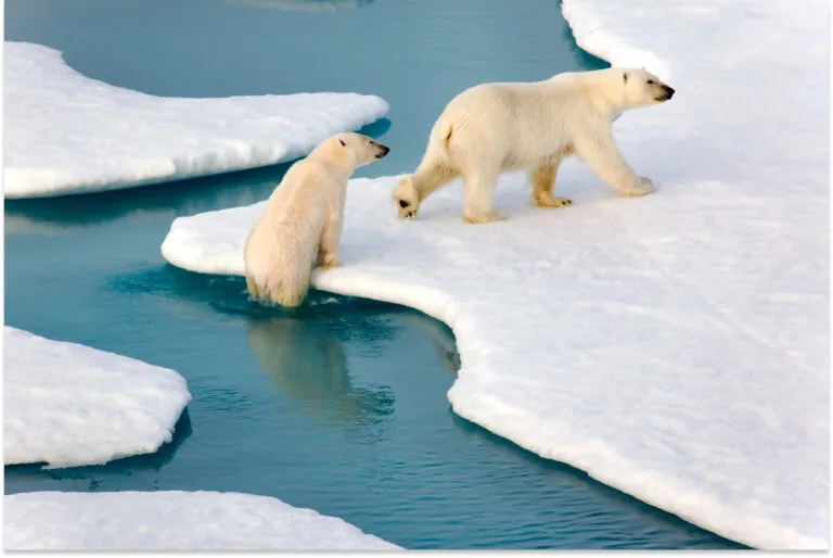 polar bear