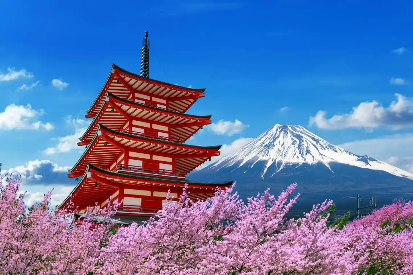 Cherry Blossoms During Spring near Mount Fuji