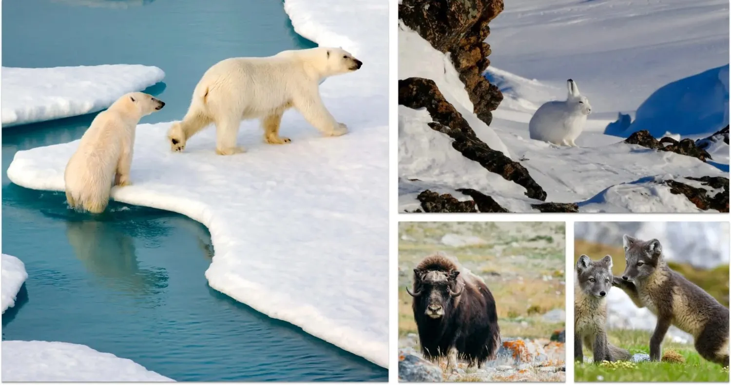 polar bear