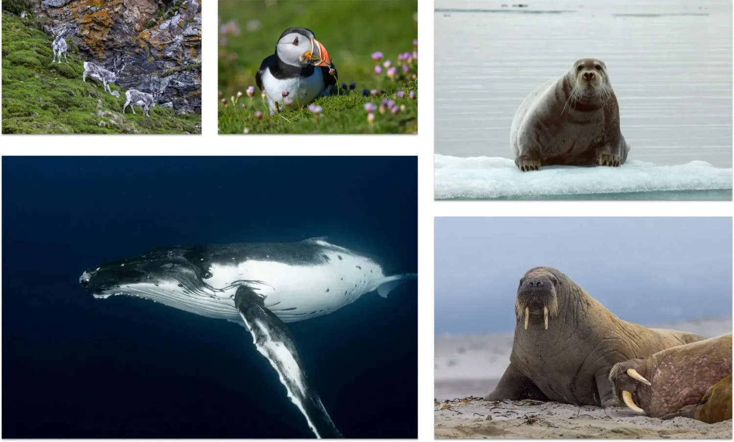 wildlife