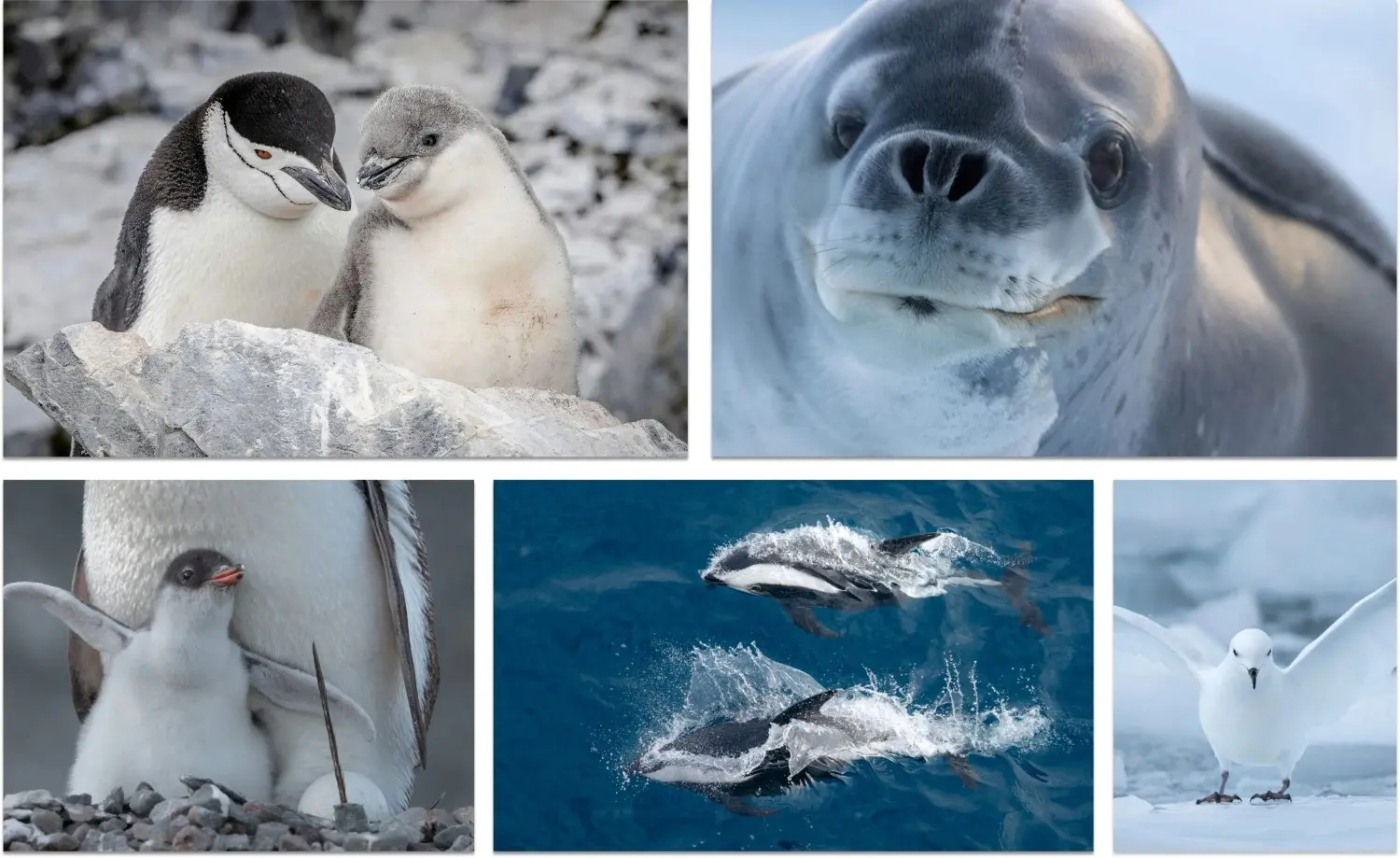 wildlife on ice