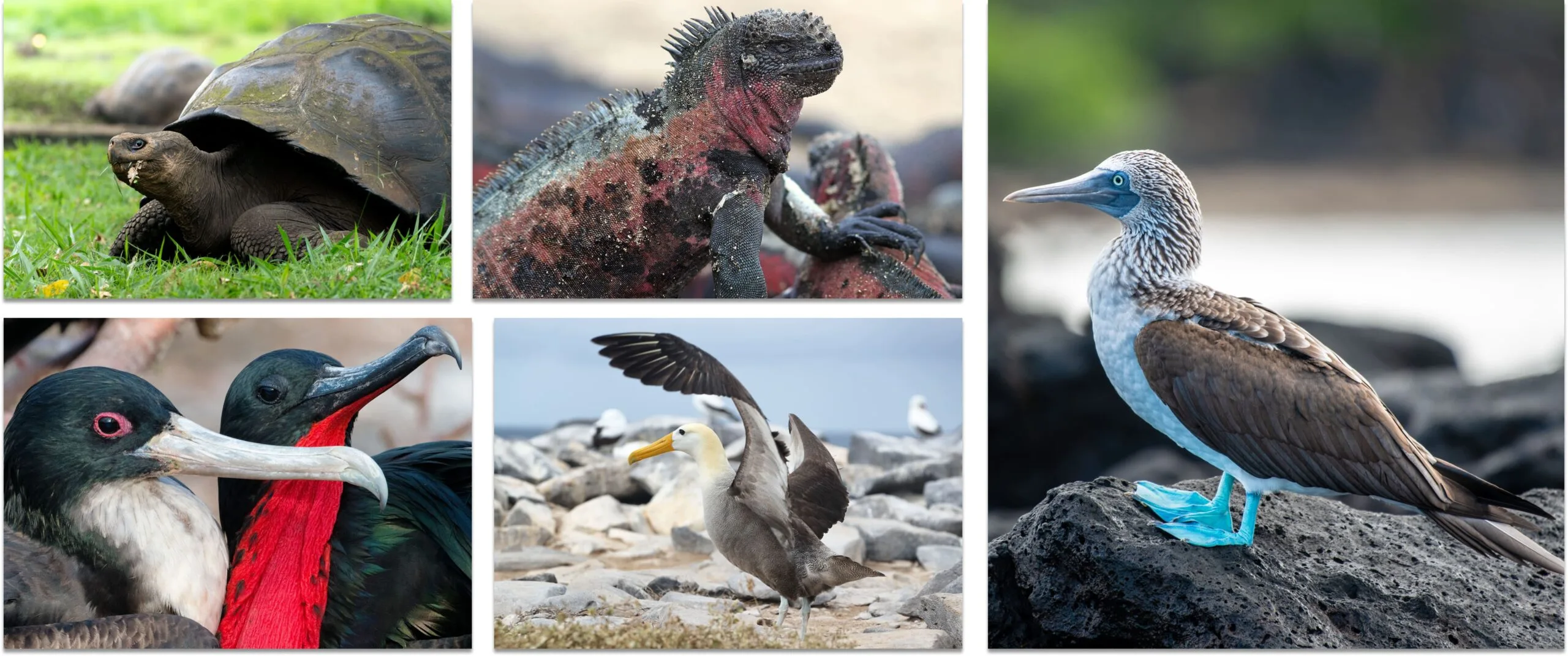 Wildlife of Galapagos