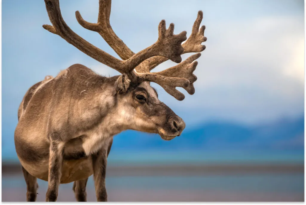 Reindeer