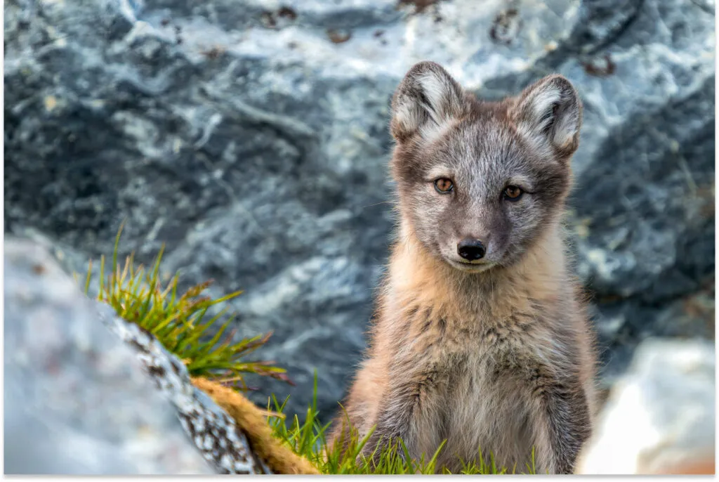 Arctic Foxes