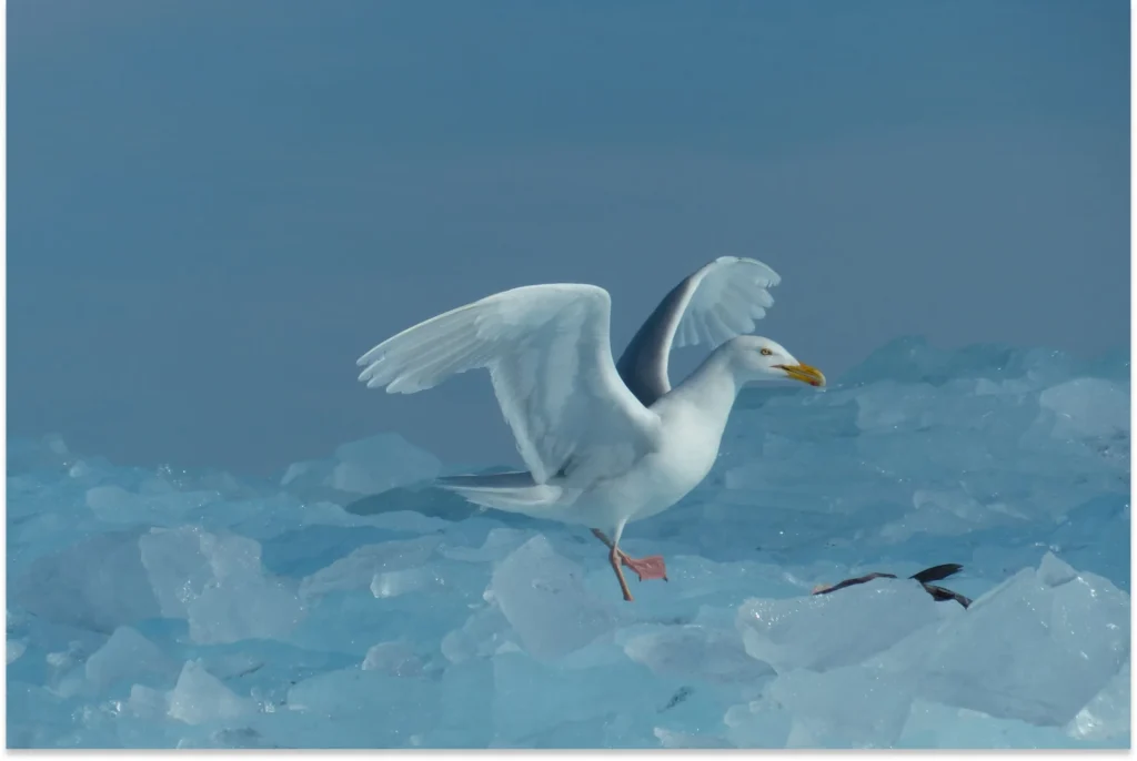 Avians