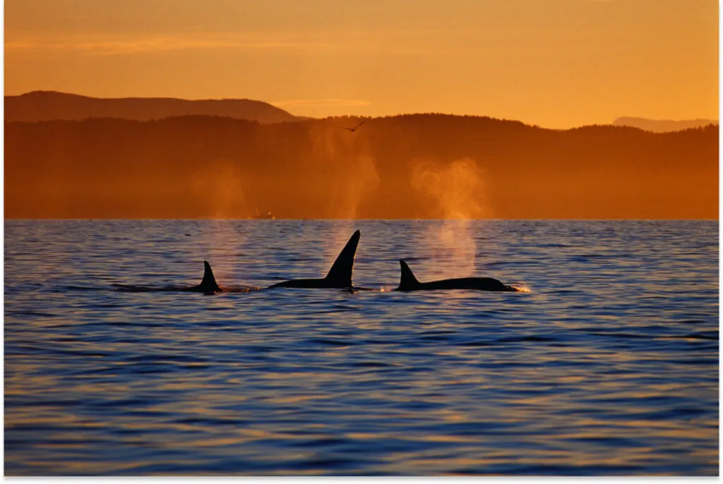 Marine Giants