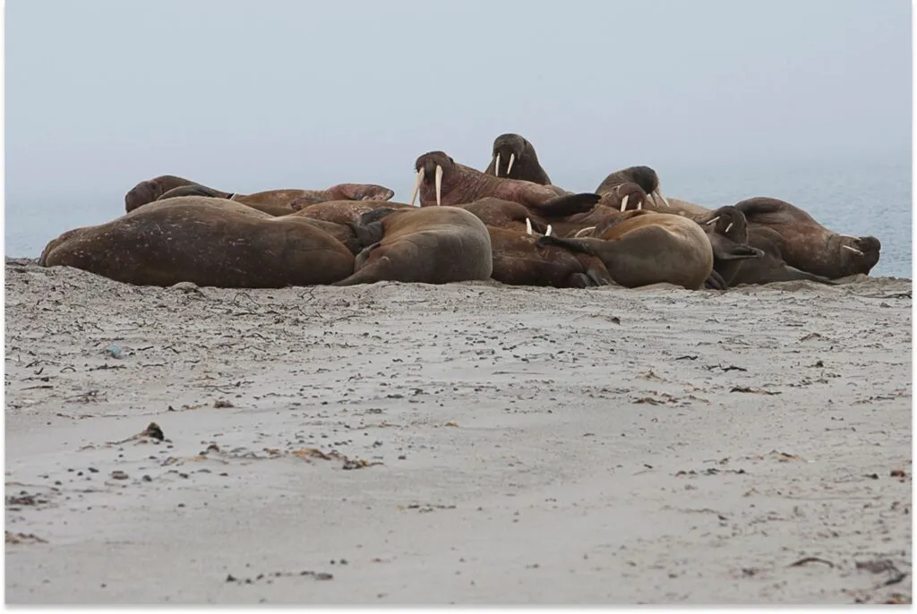 Seals, Svalbard