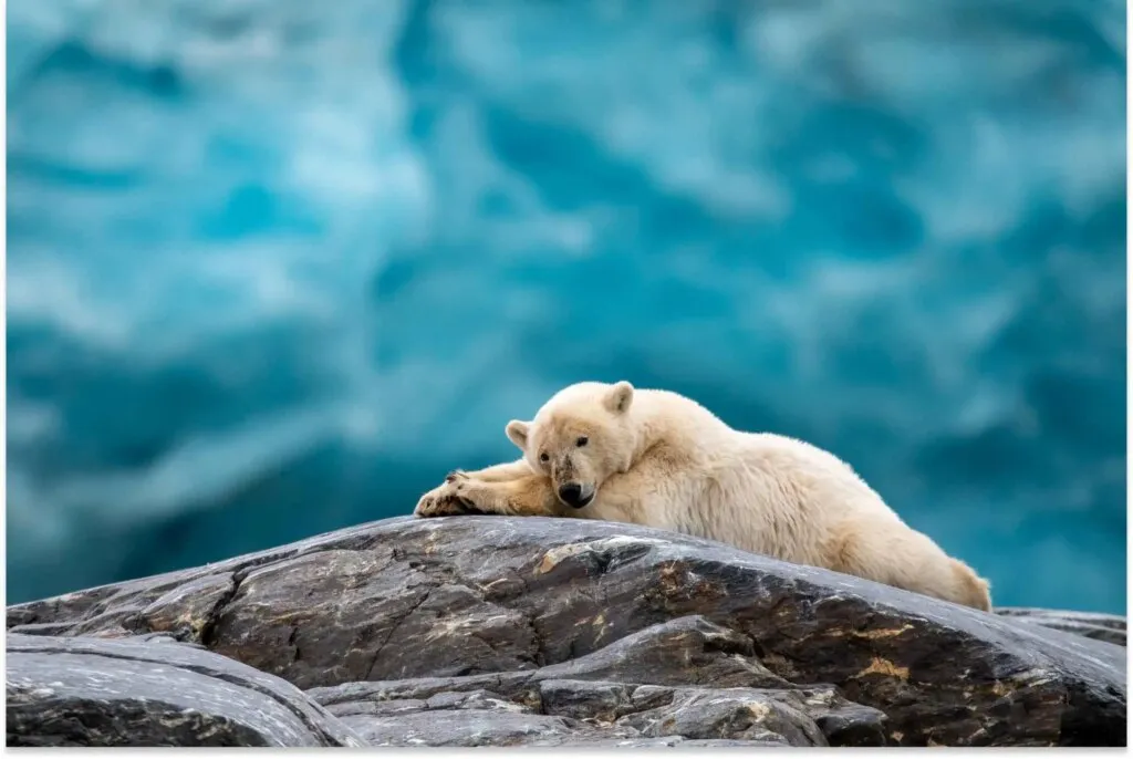 Polar bear
