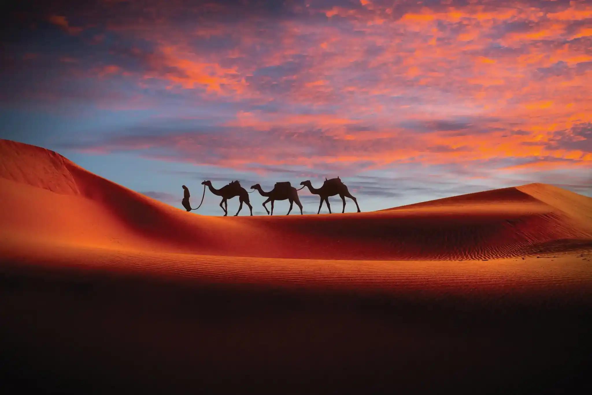 Sunset camels