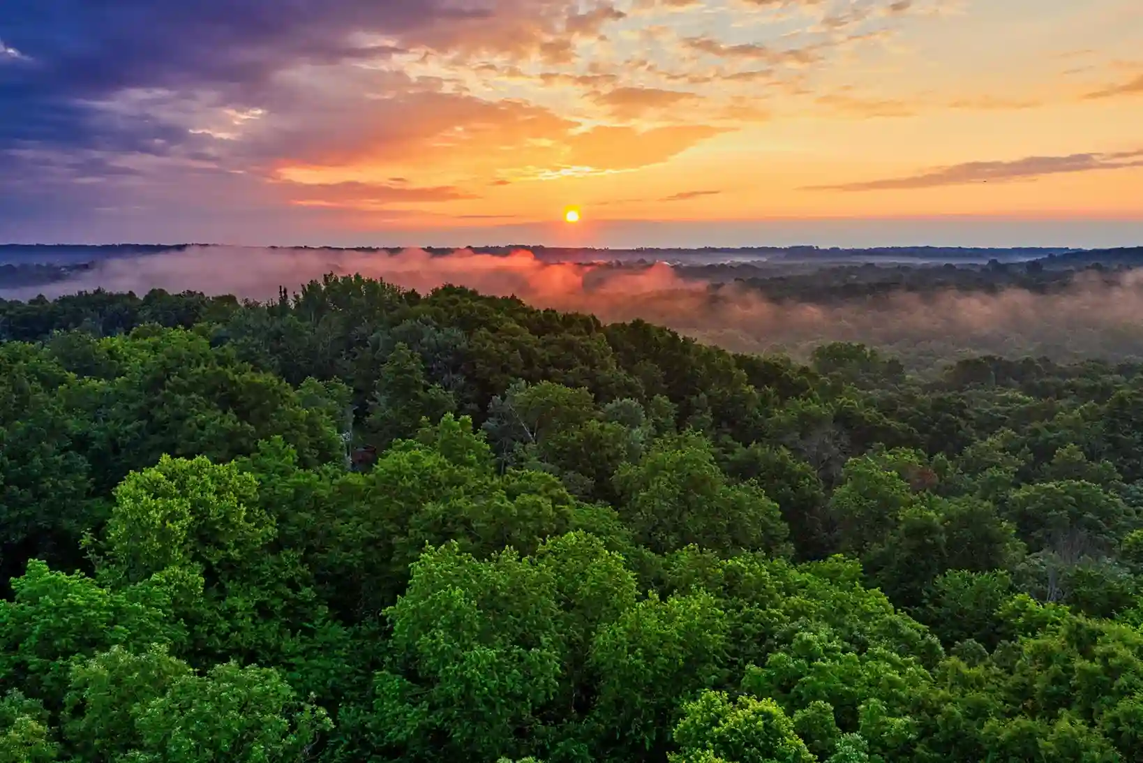 Amazon rainforest