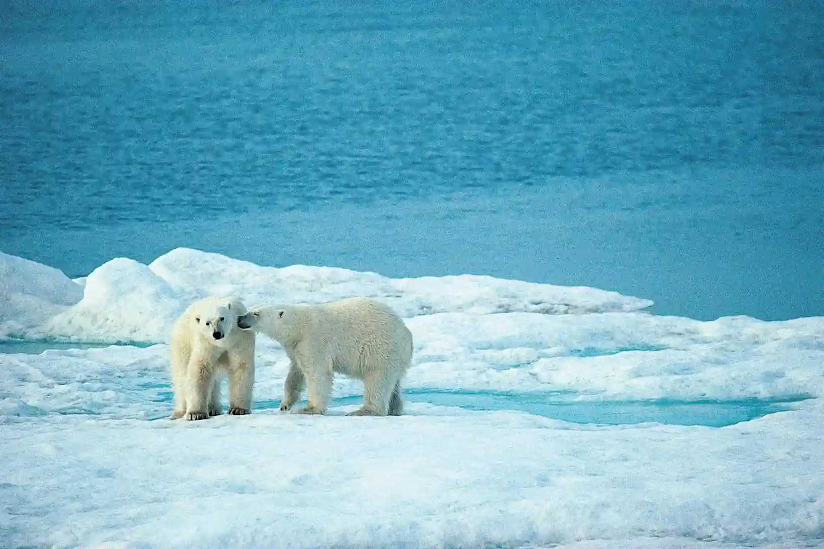 Arctic polar bear