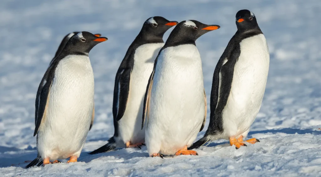Website_Screen-Gentoo Penguins, Half Moon Island, Antarctica, Adrian Wlodarczyk