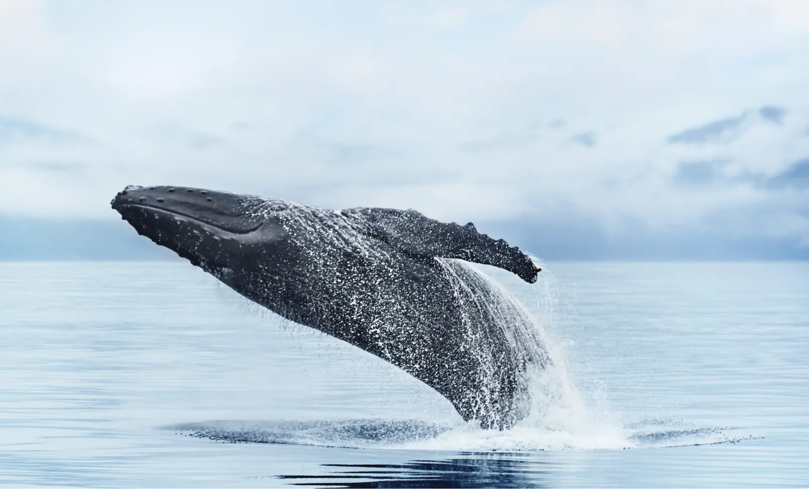 A whale breaching above the ocean surface.