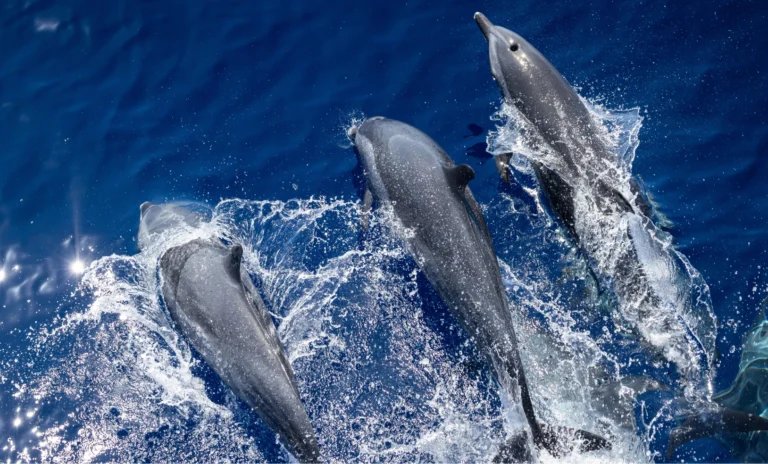 Dolphins swimming through clear blue ocean waters near Fiji