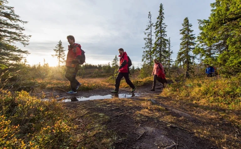 Hurtigruten guests hiking along a scenic forest trail during a Norway shore excursion.