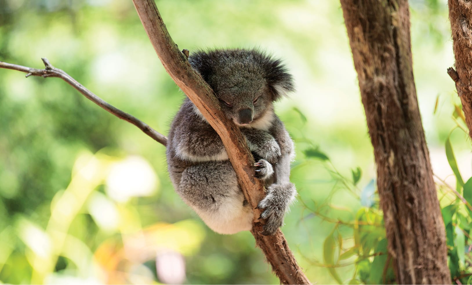 Wild koala sleeping on a tree branch Australia wildlife excursion.