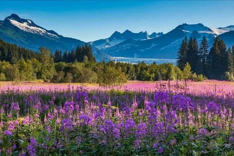 Alaska cruise destination with mountain landscapes, wildflowers and glacier-fed wilderness