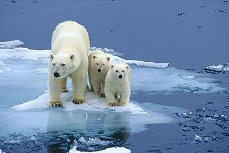 Arctic expedition cruise with polar bears on sea ice in the polar region