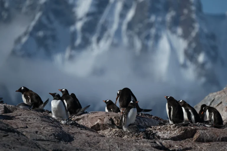 Antarctica cruise destination featuring penguins on icy shores with snow-covered mountains in the background