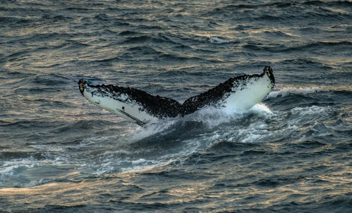 The tail fluke of a humpback whale diving into the dark ocean water.