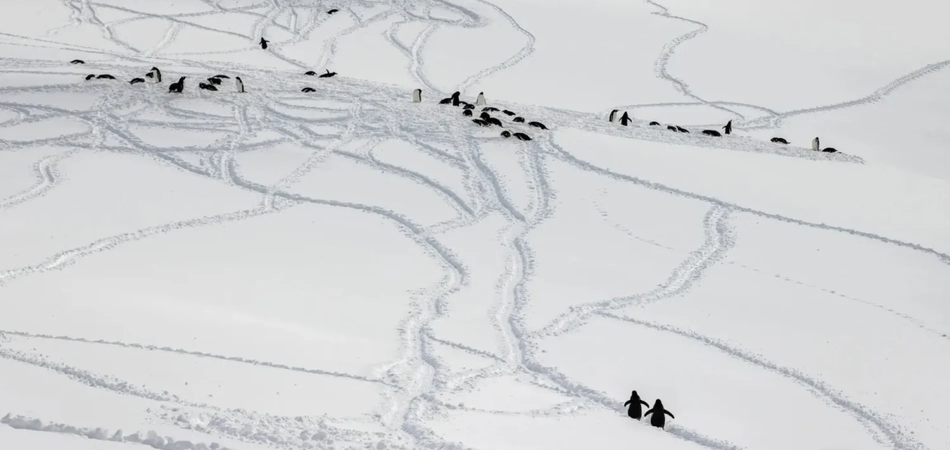 Gentoo Penguins making their way on Penguin Highway in Booth Island, Richard I'Anson