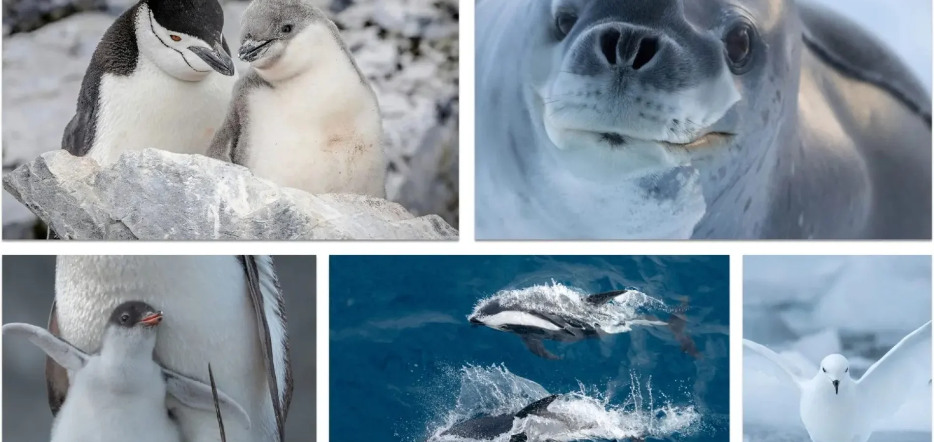wildlife on ice