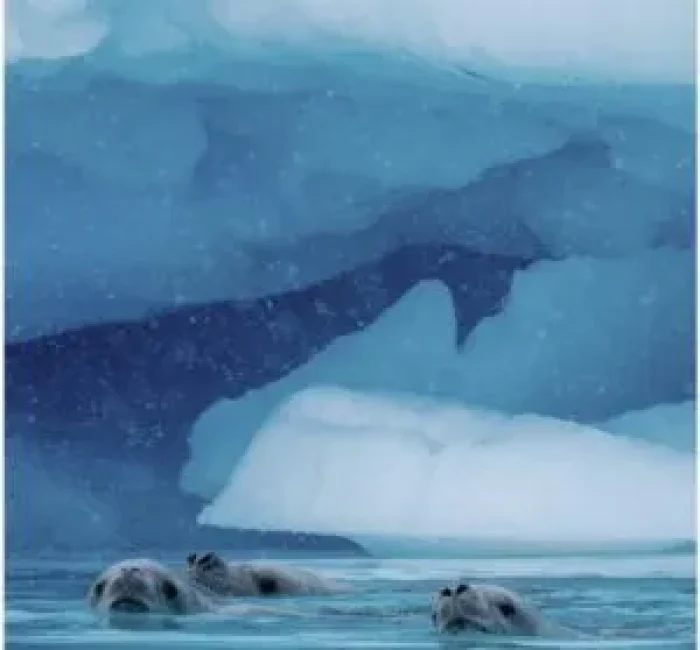 Seals in Neko Harbour, Antarctica