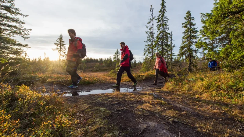 Hurtigruten cruise passengers on a guided autumn hiking excursion through a Norwegian forest trail at sunset.