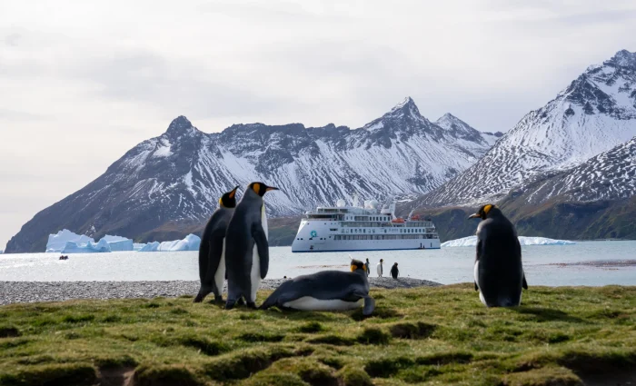 King penguins and a seal on a beach with a cruise ship and mountains behind.